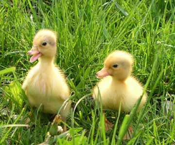 baby duck pics
